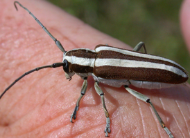 Round-headed Apple-tree Borer